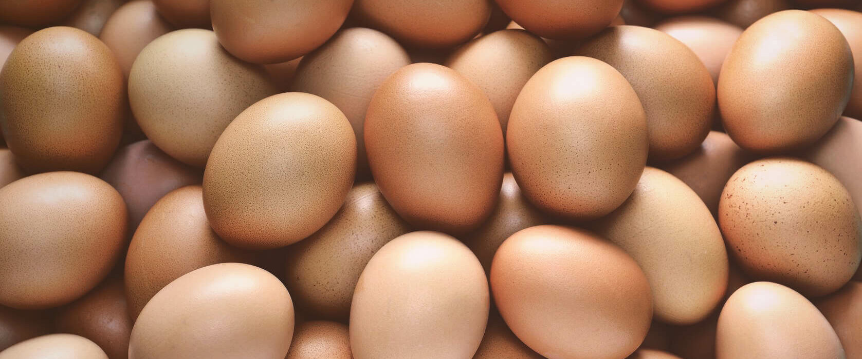 eggs