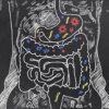 Gut Health and Your Physique