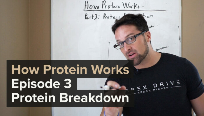 How Protein Works - Episode 3: Protein Breakdown