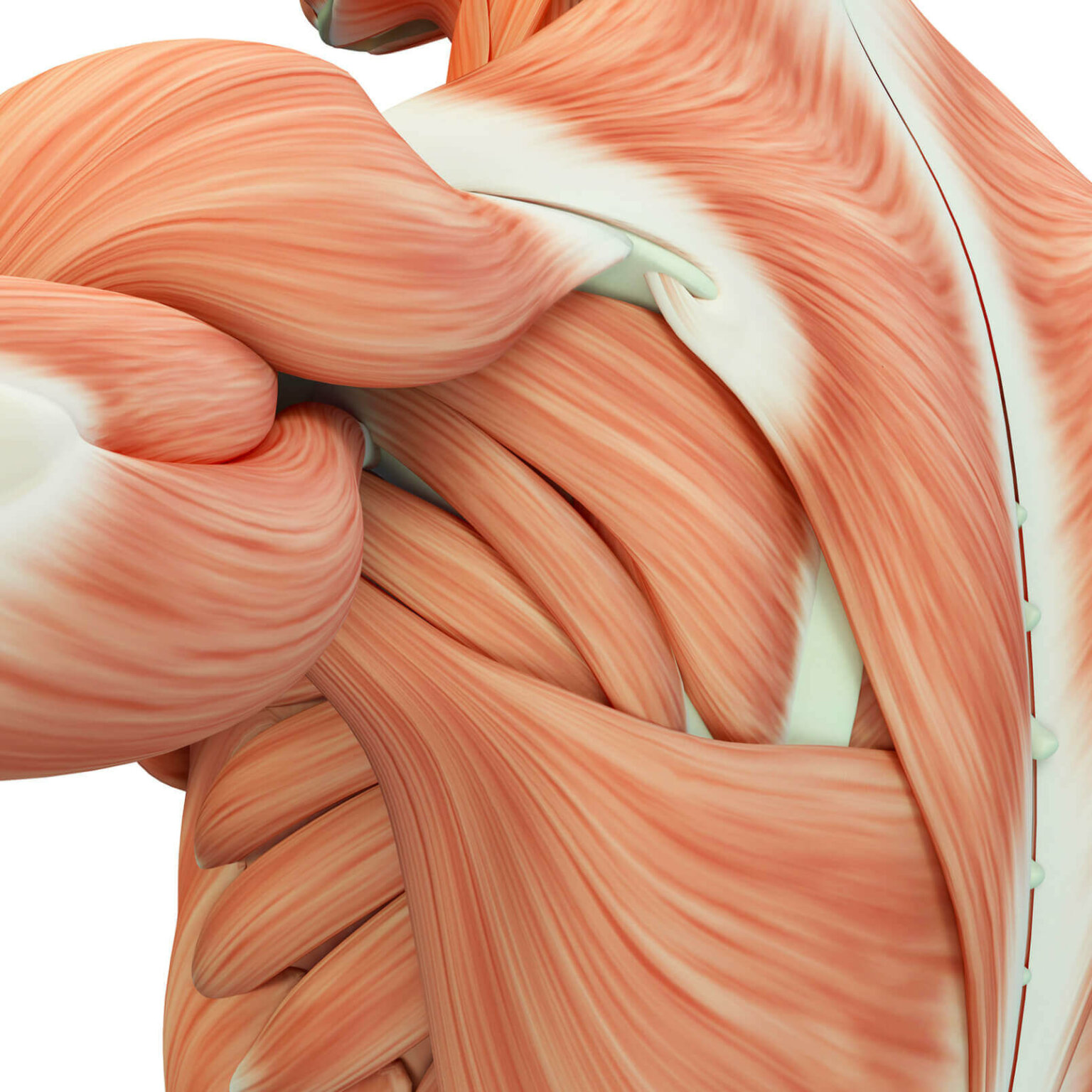 How Do Muscles Grow A Seminal Review Biolayne