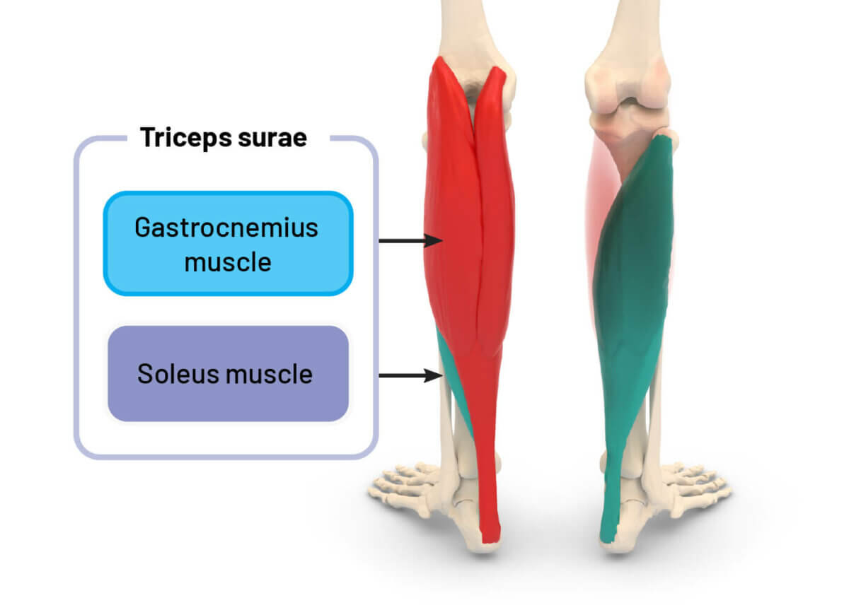 REPS: Calf muscle anatomy