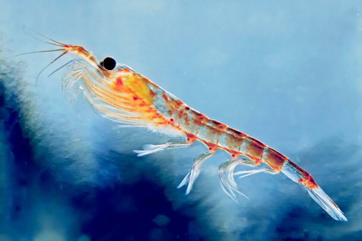 REPS: Krill Oil: The New Fish Oil?