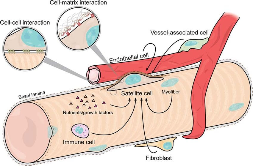 Satellite cells (SC)