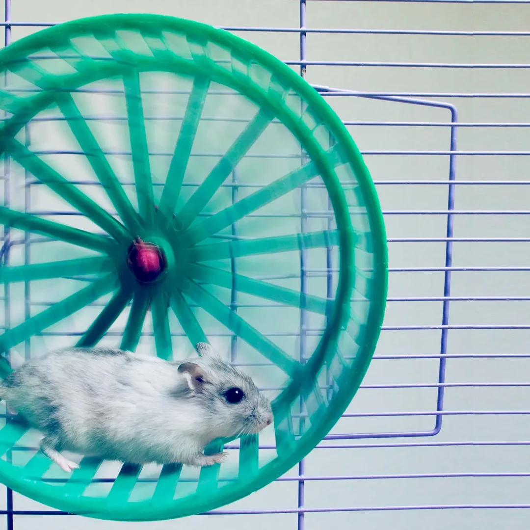 Vigorous Exercise Decreases Non-Exercise Activity … In Mice