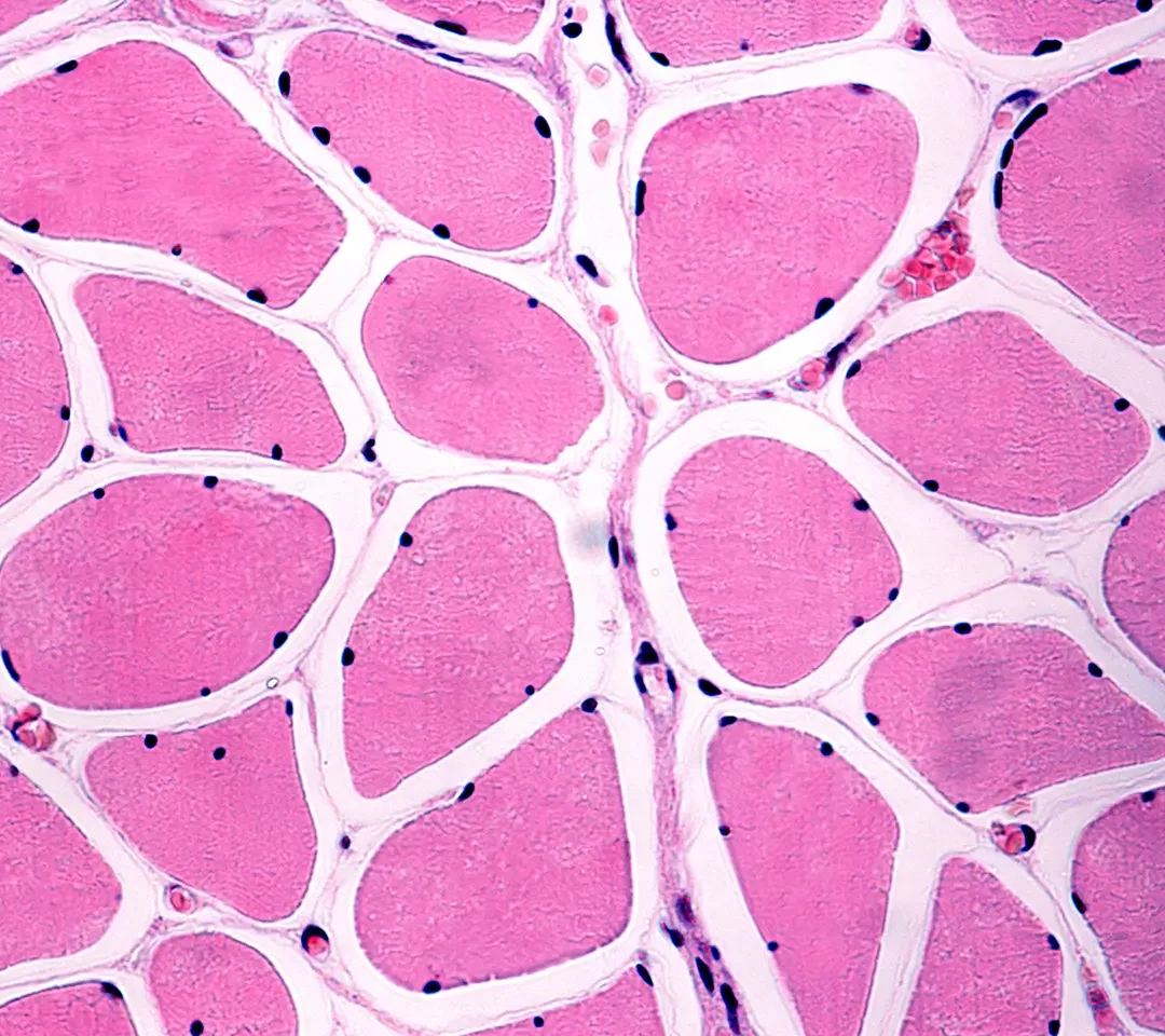 Decoding Muscle Memory: Insights for Gains